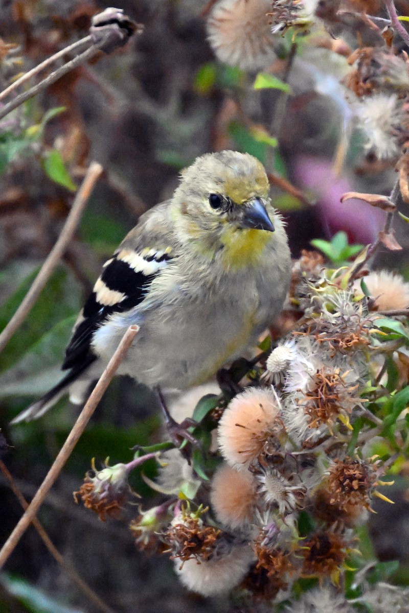 American Goldfinch - ML644169176