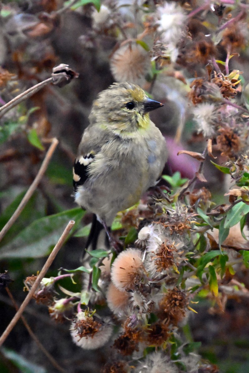 American Goldfinch - ML644169177