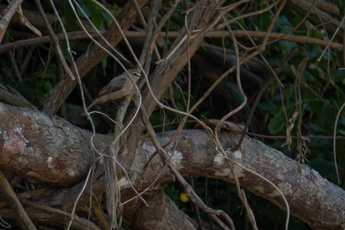 Mosquerito Guardarríos - ML644169184