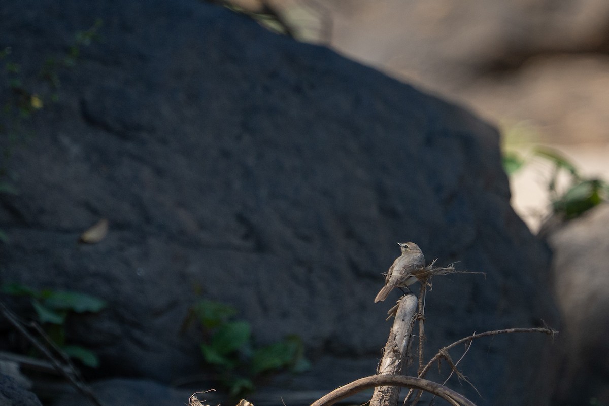Mosquerito Guardarríos - ML644169185