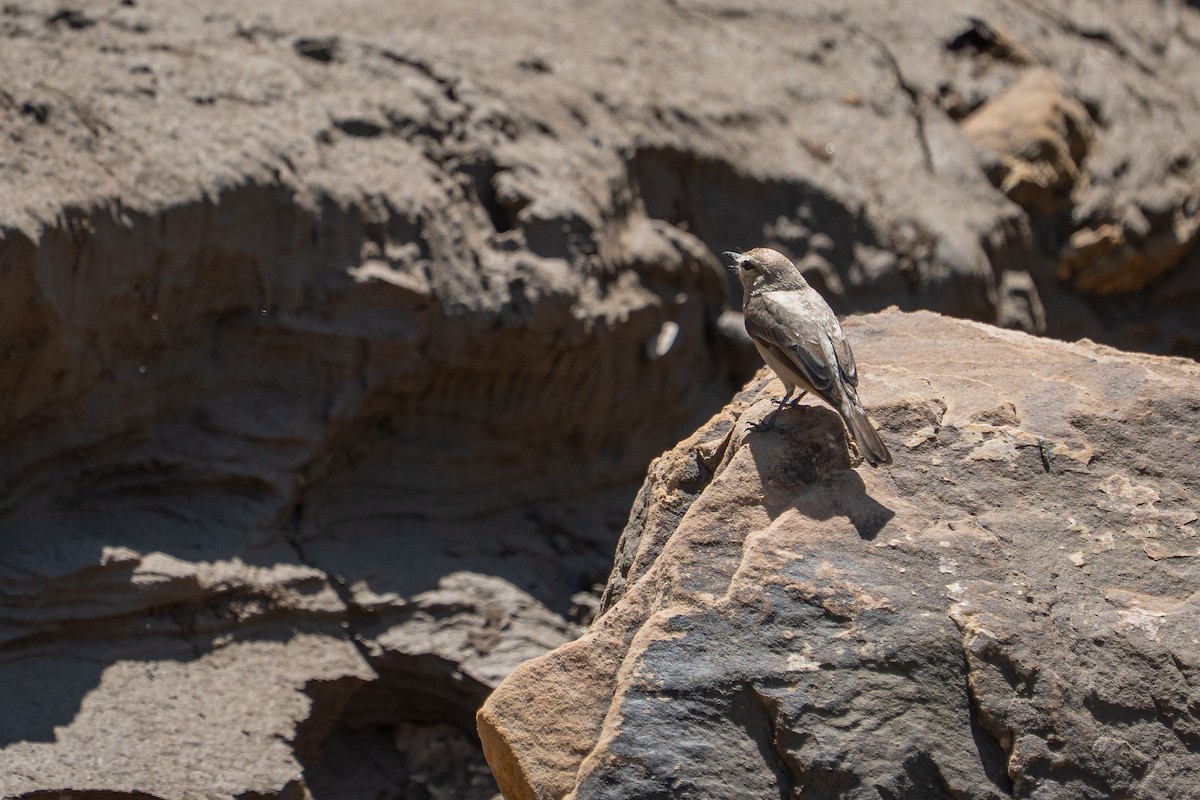 Mosquerito Guardarríos - ML644169186