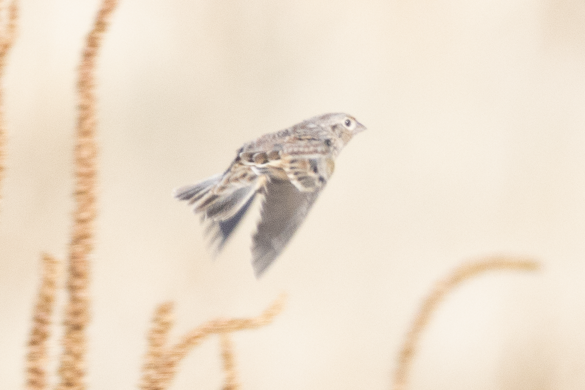 Grasshopper Sparrow - ML644169210