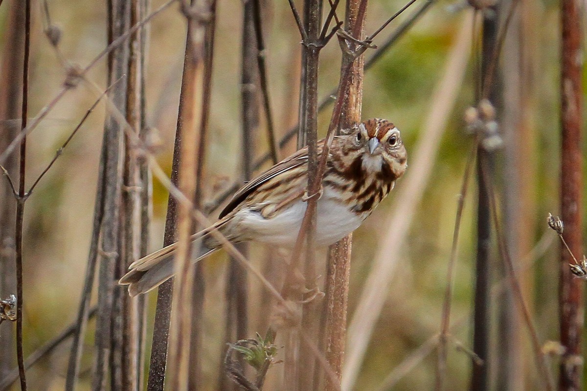 Song Sparrow - ML644169218