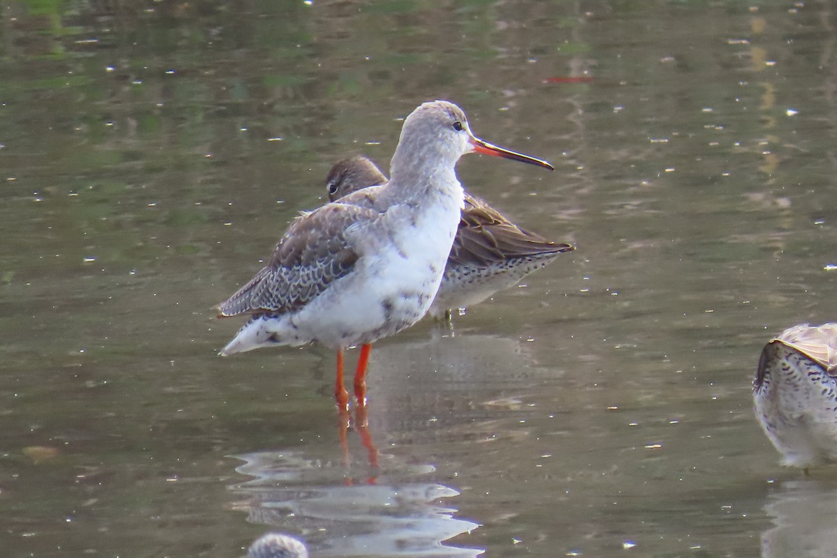 ツルシギ - ML644169223