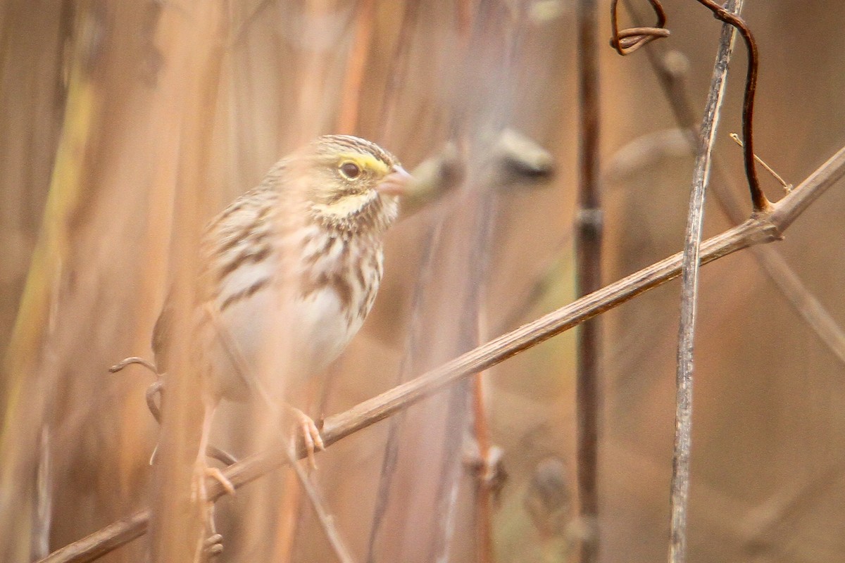 Savannah Sparrow - ML644169239
