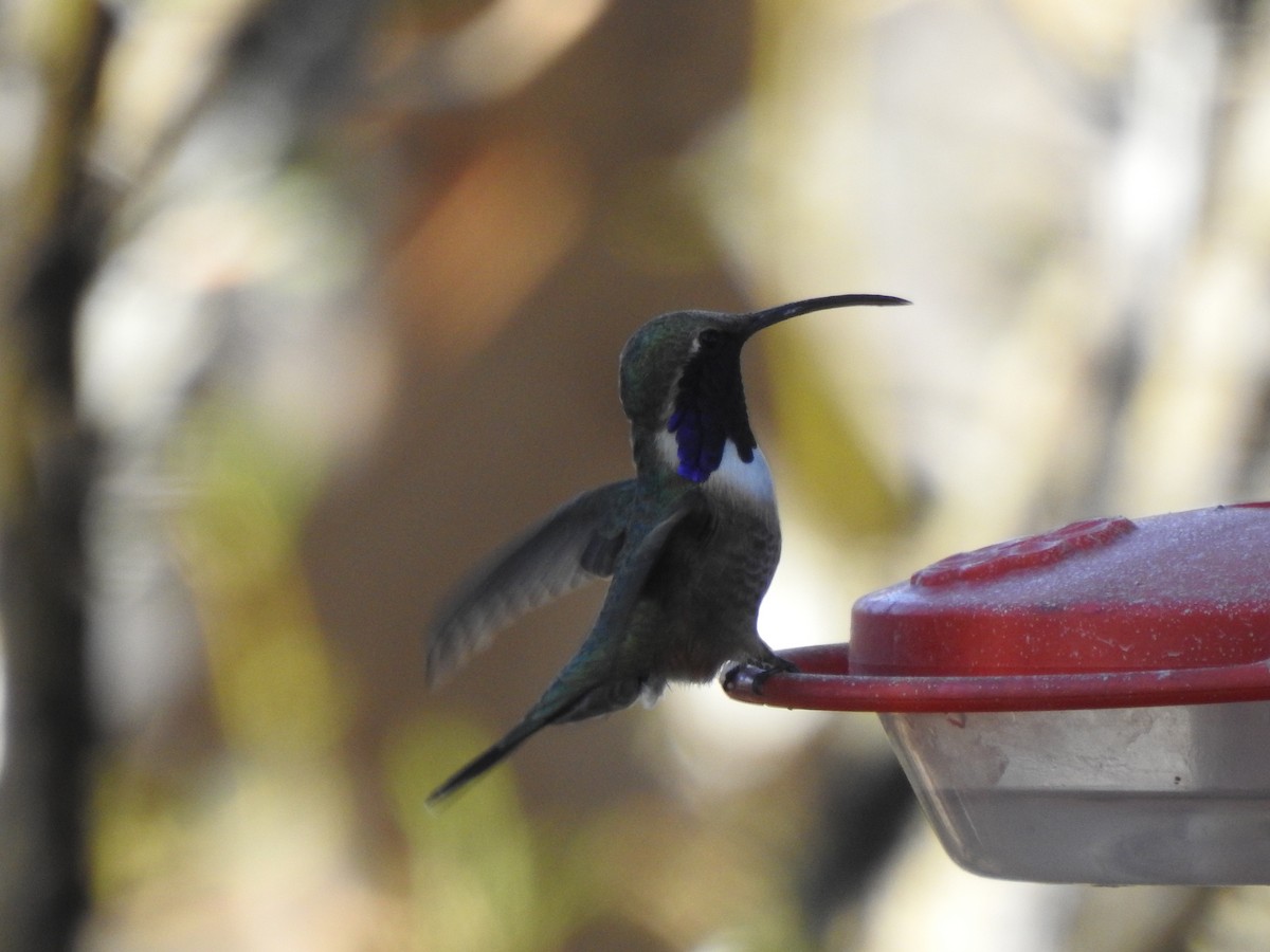 Colibri lucifer - ML644169260