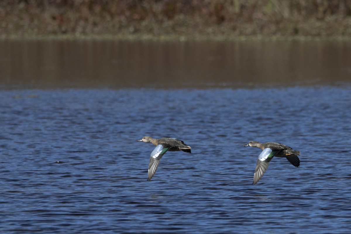 Blue-winged Teal - ML644169263
