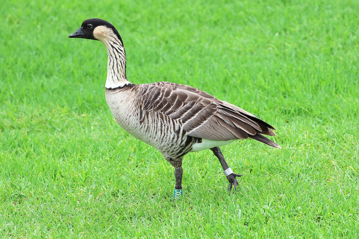 Гавайская казарка - ML644169300