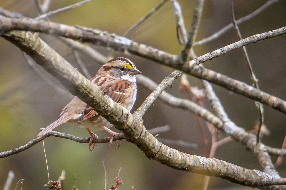 White-throated Sparrow - ML644169331