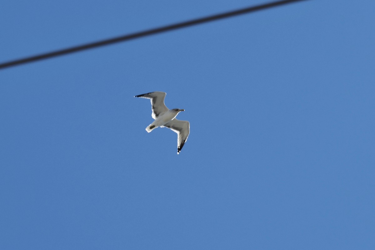 California Gull - ML644169333