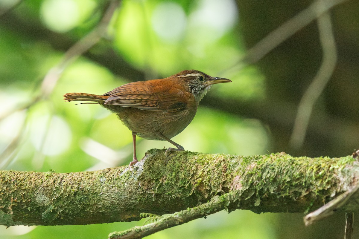Rufous-and-white Wren - ML644169349