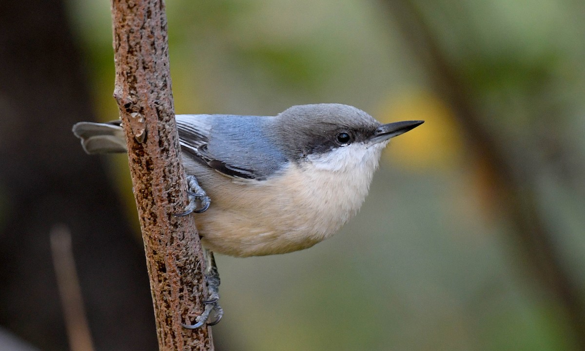 pygméspettmeis - ML644169350