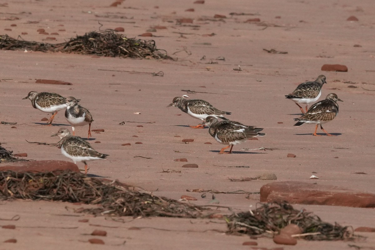 Tournepierre à collier - ML644169357