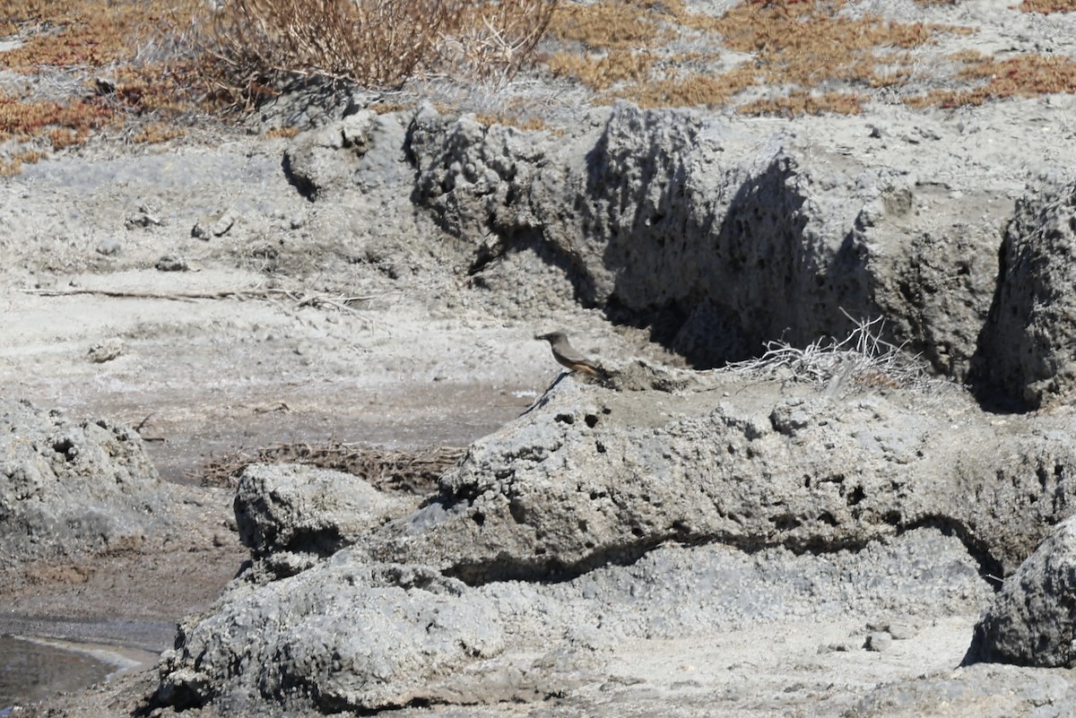 Say's Phoebe - ML644169362