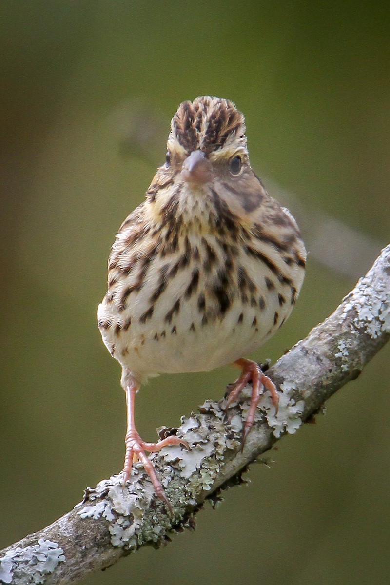 Savannah Sparrow - ML644169378