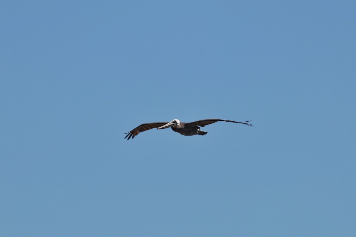Brown Pelican - ML644169383