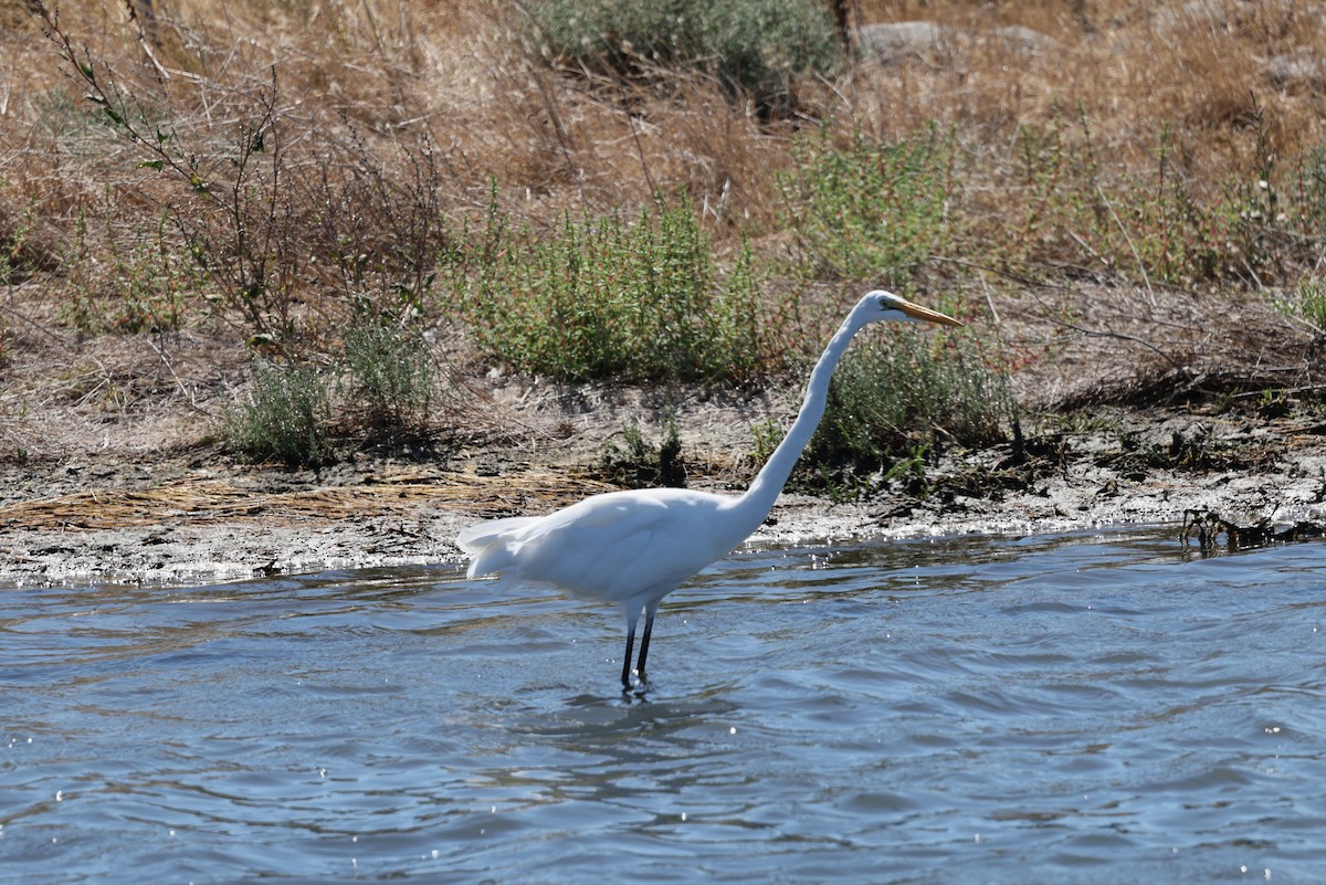 Great Egret - ML644169404