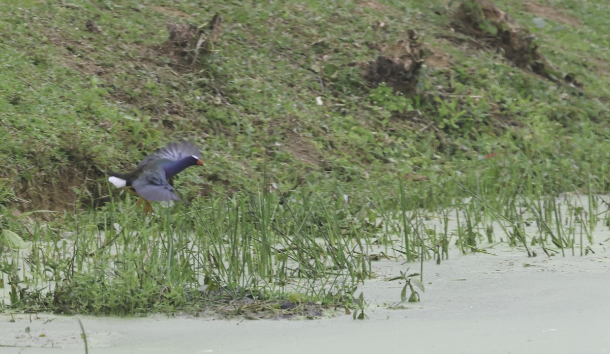 Uroilo urdin amerikarra - ML644169413