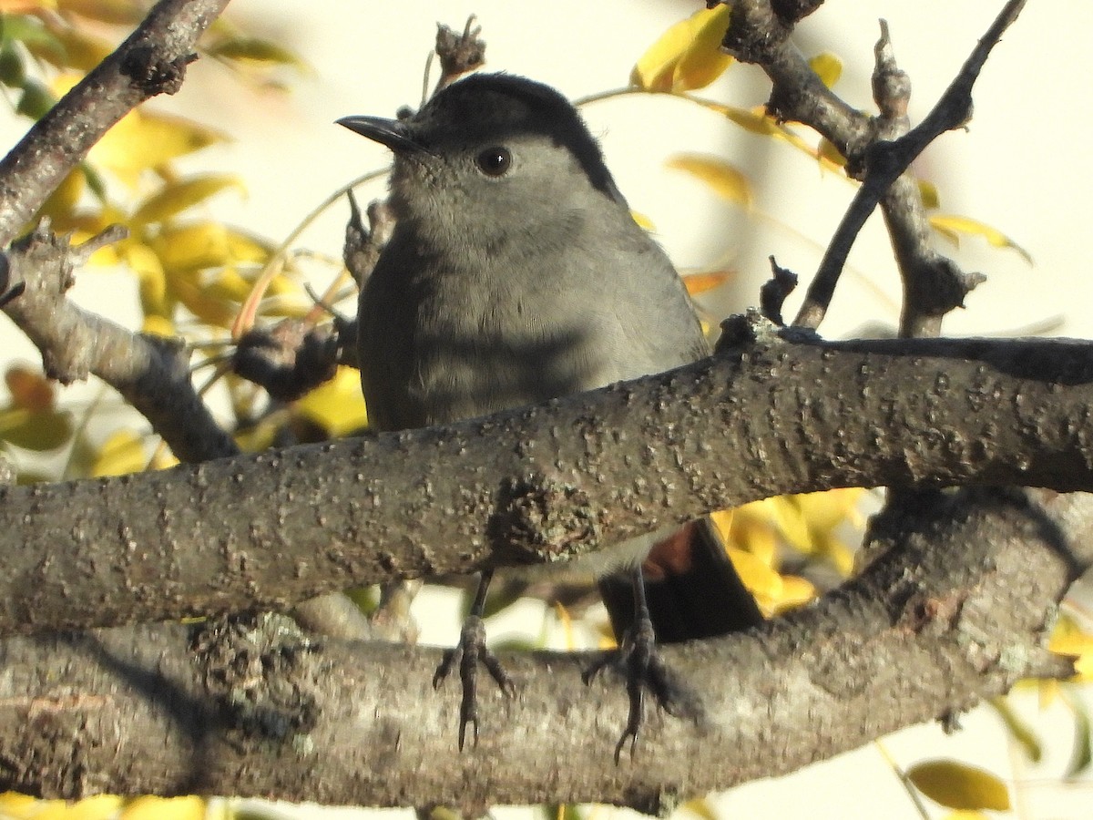 Gray Catbird - ML644169414