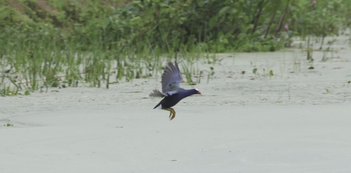 Uroilo urdin amerikarra - ML644169415