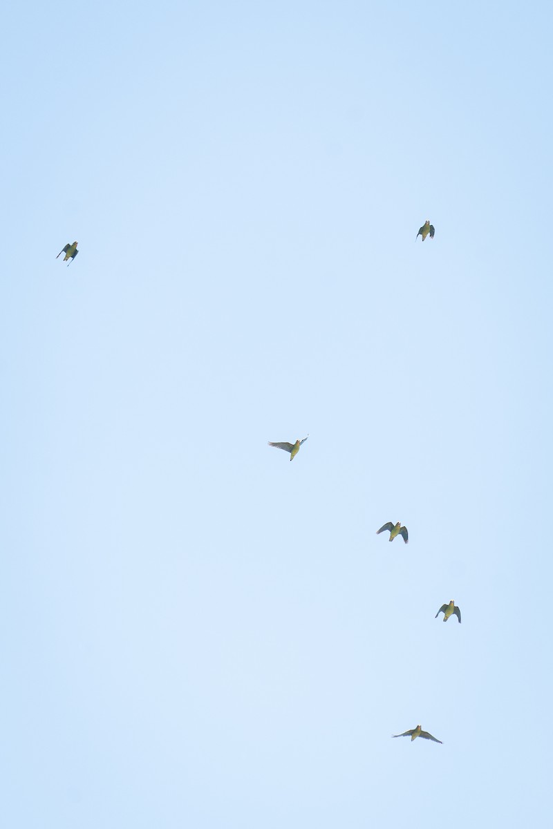 Cobalt-winged Parakeet - ML644169417