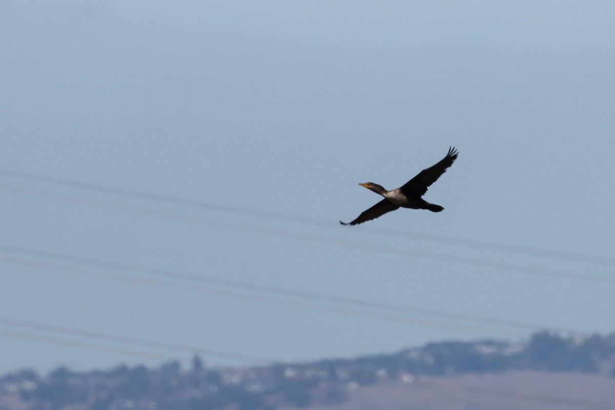 Double-crested Cormorant - ML644169430