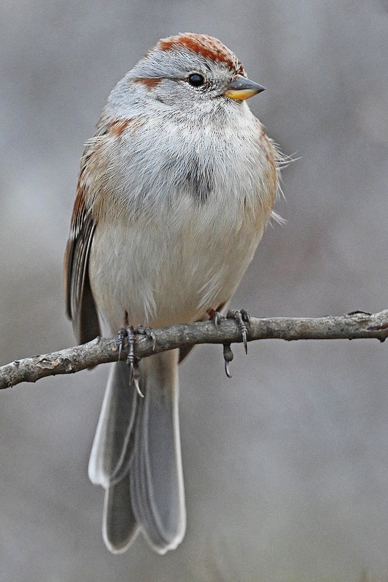strnádka pokřovní - ML644169444