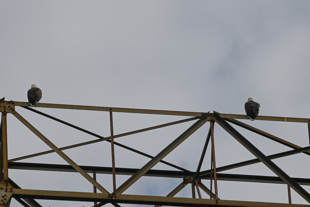 Bald Eagle - ML644169451