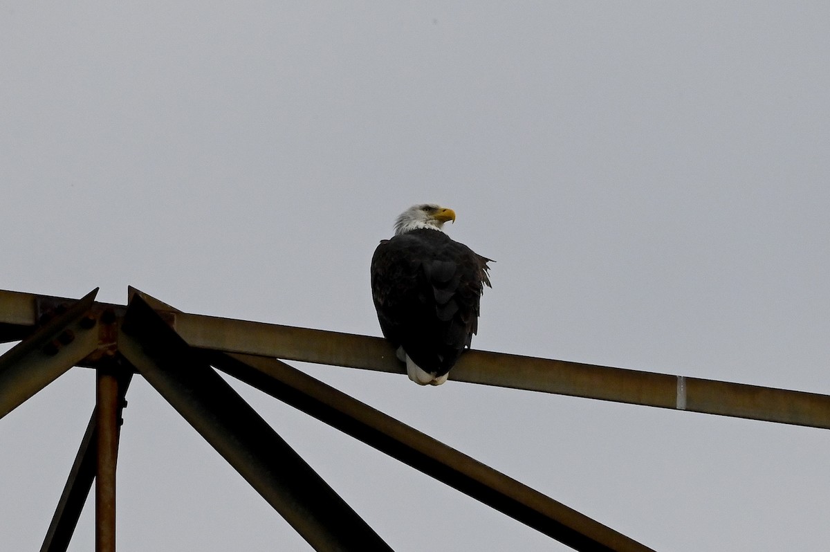 Bald Eagle - ML644169452