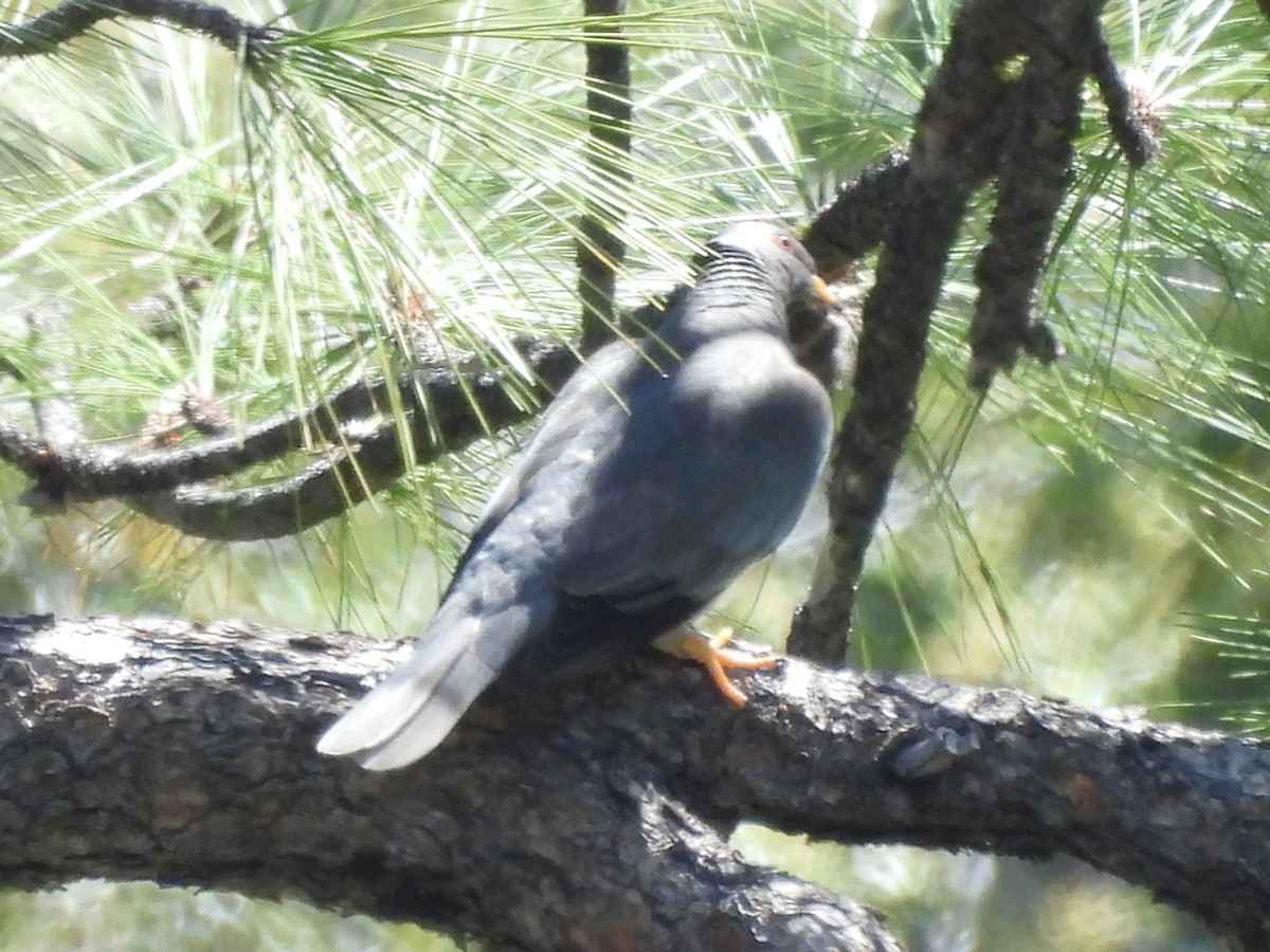 Band-tailed Pigeon - ML644169457