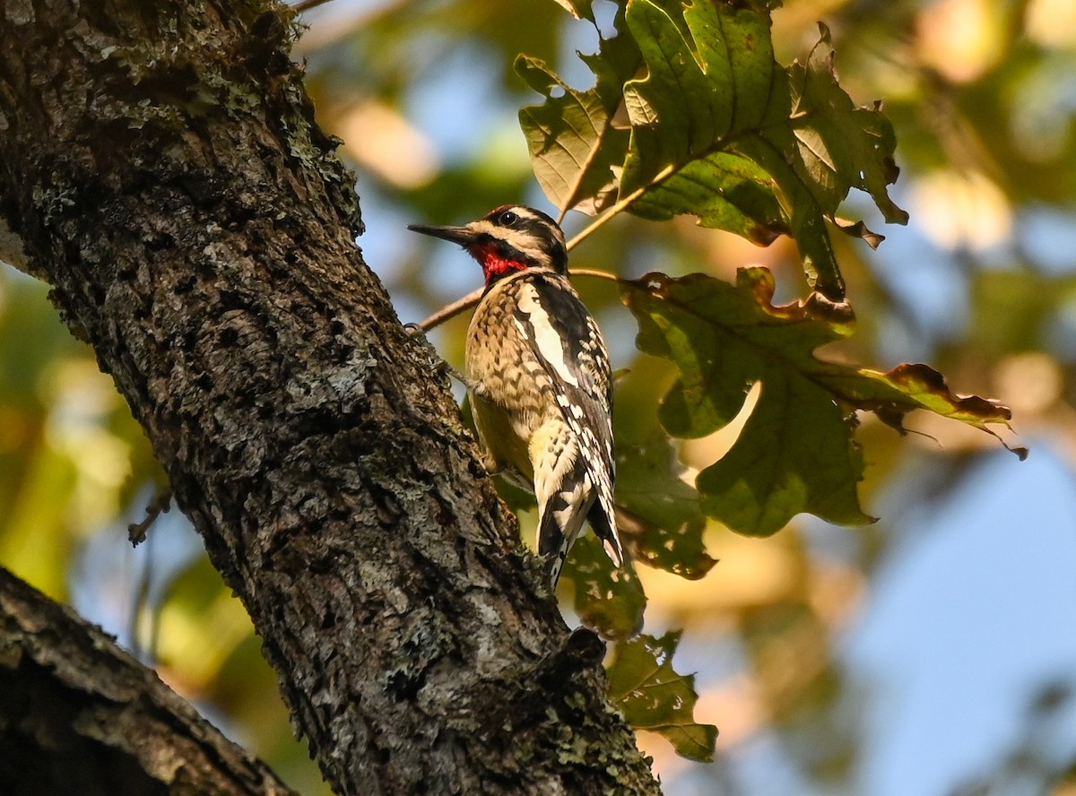 Yellow-bellied Sapsucker - ML644169466
