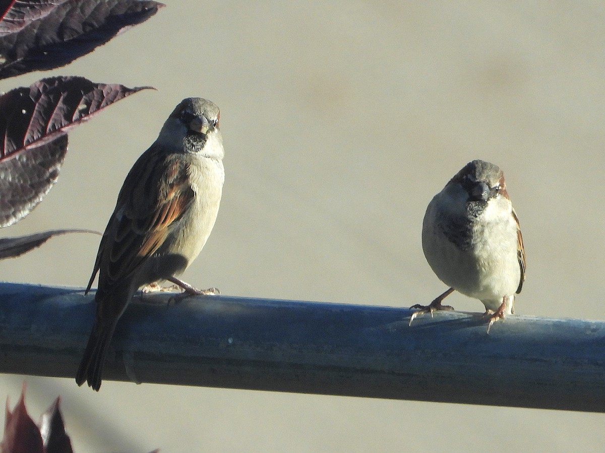 House Sparrow - ML644169467