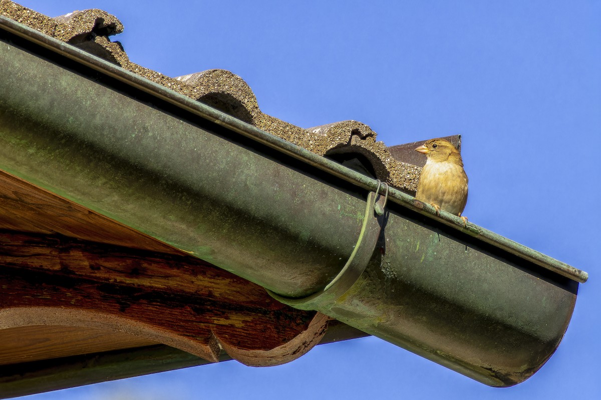 Italian Sparrow - ML644169469