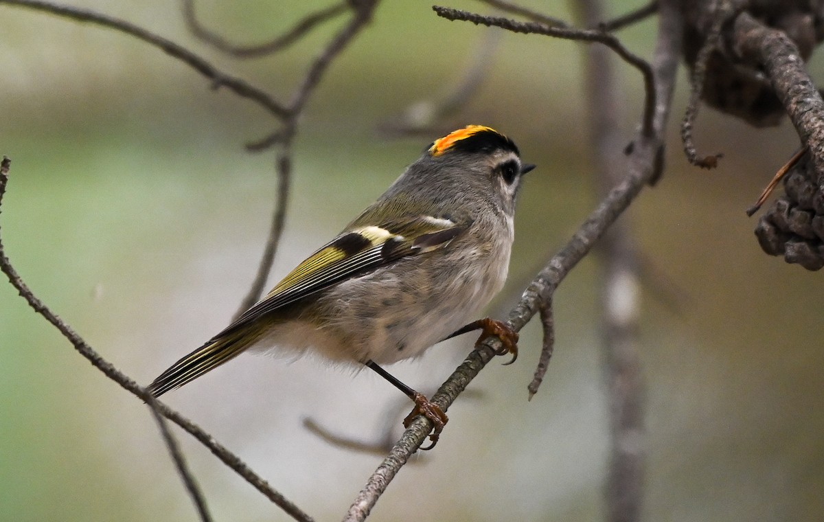 Golden-crowned Kinglet - ML644169480