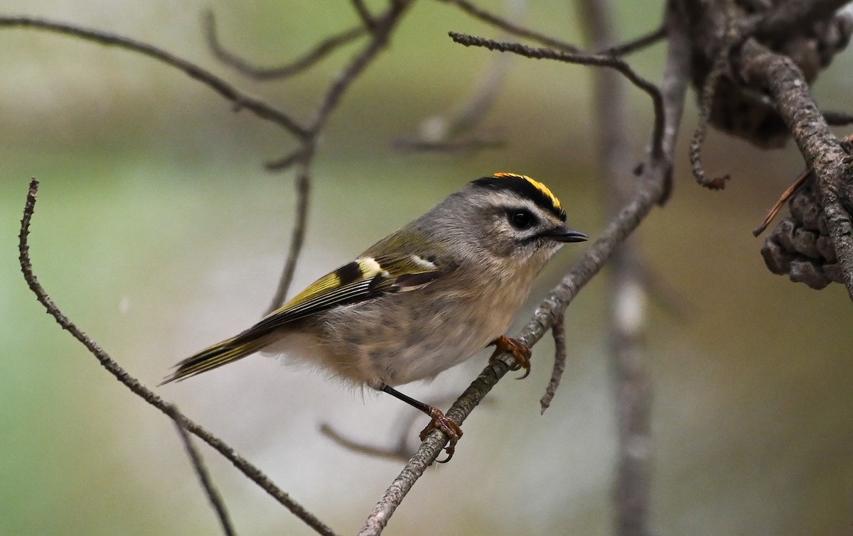 Golden-crowned Kinglet - ML644169482