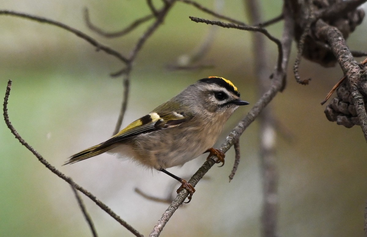 Golden-crowned Kinglet - ML644169483