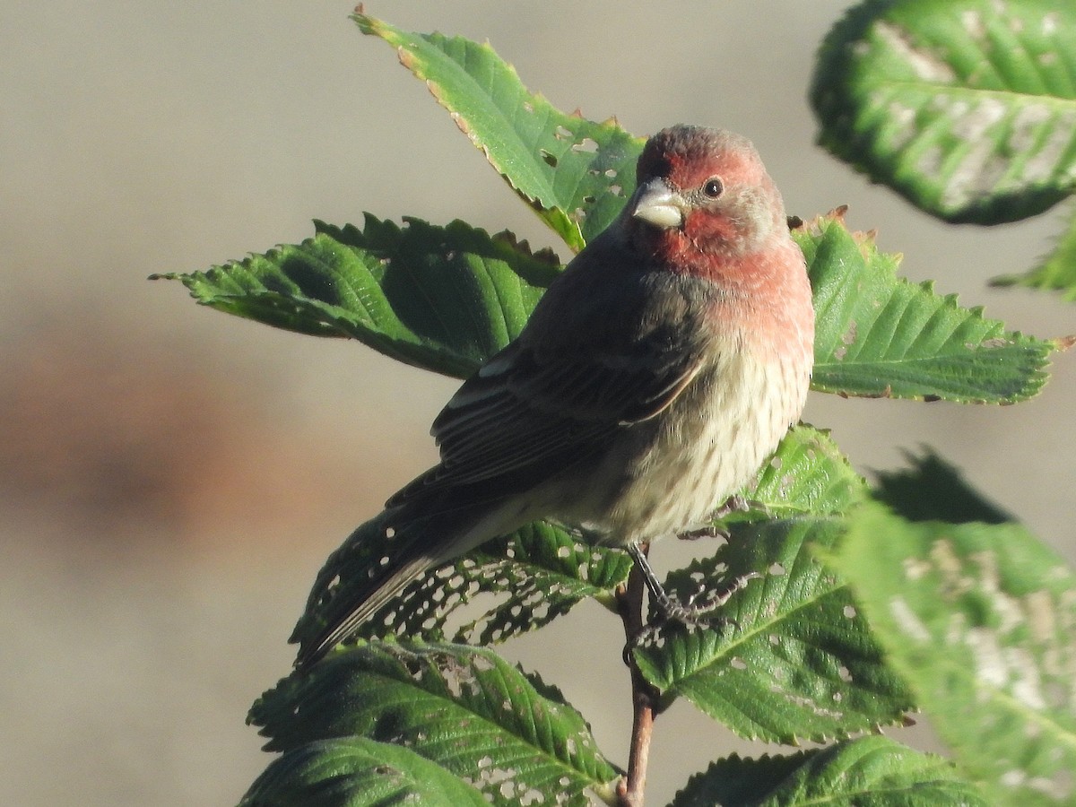 House Finch - ML644169488