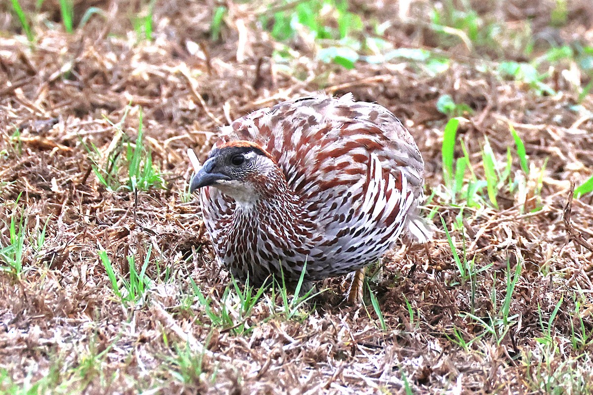 Francolin d'Erckel - ML644169496
