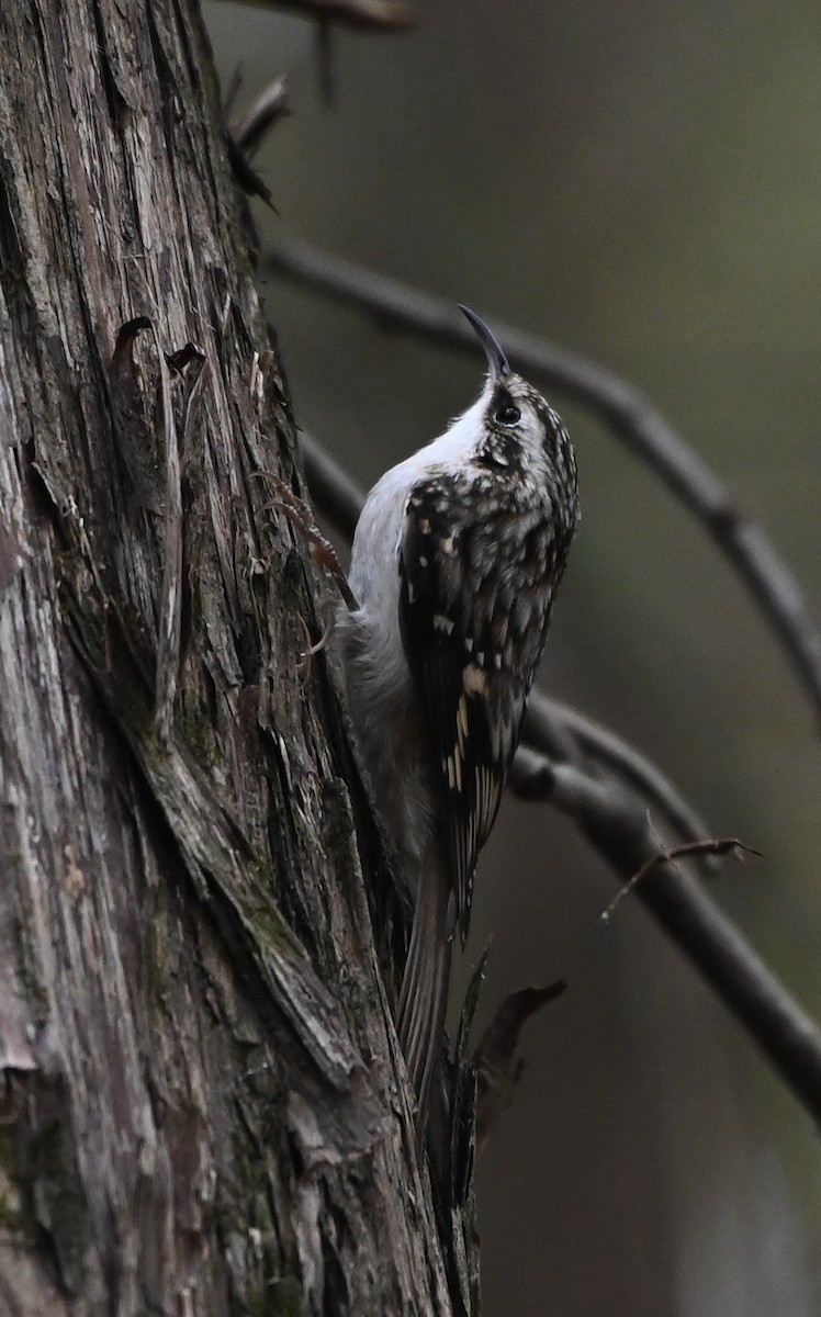 Brown Creeper - ML644169500