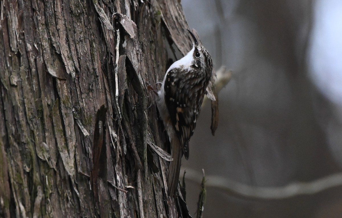 Brown Creeper - ML644169501