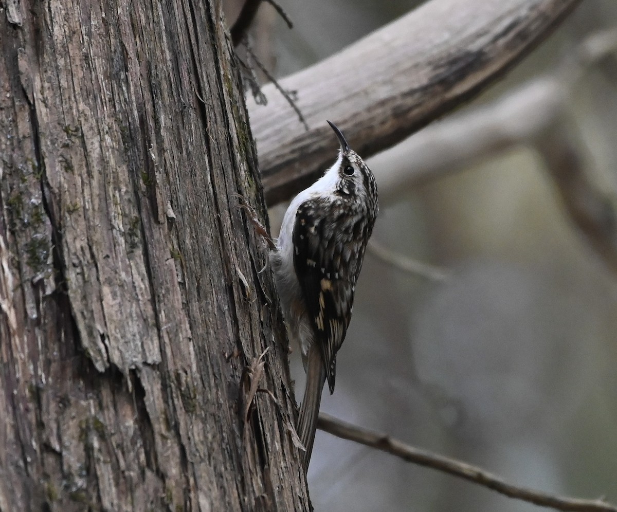 Brown Creeper - ML644169502