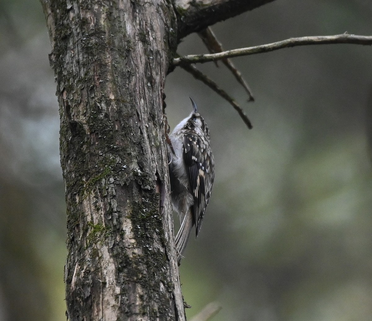 Brown Creeper - ML644169503