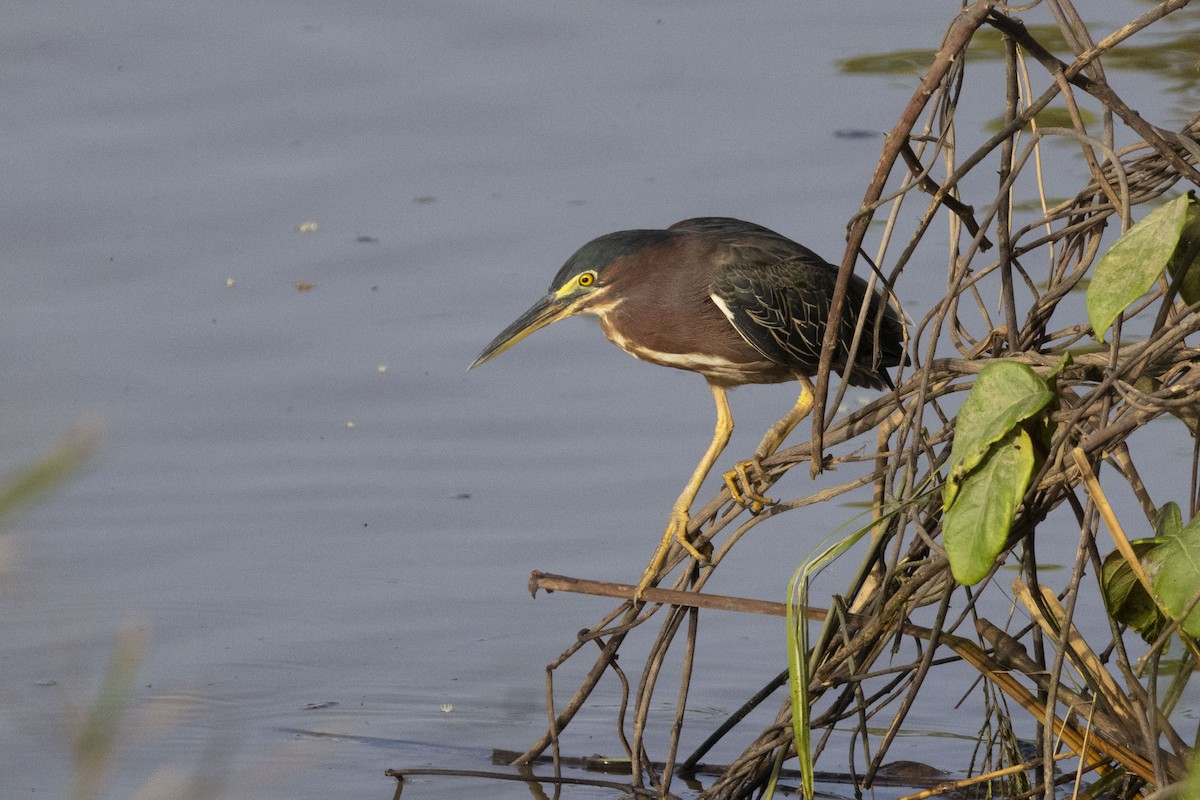 Airone verde - ML644169505