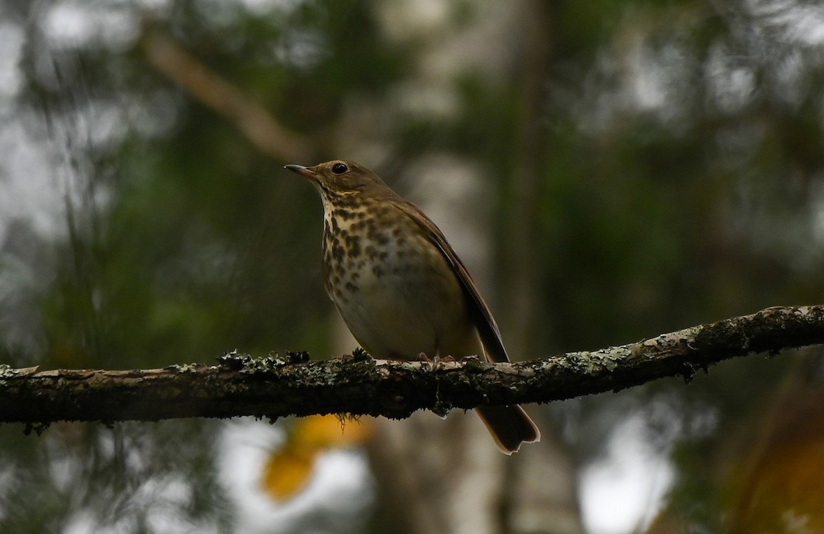 Hermit Thrush - ML644169515