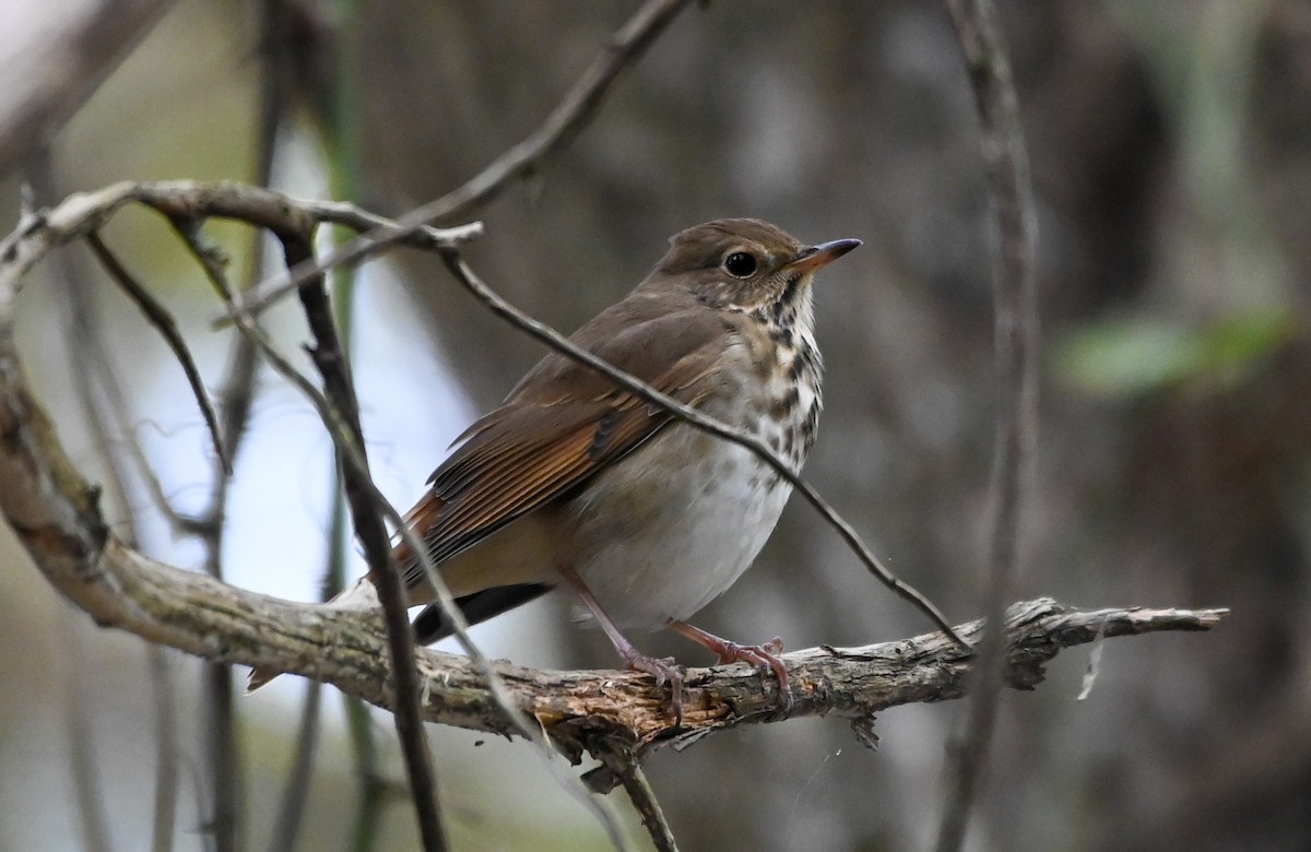 Hermit Thrush - ML644169516
