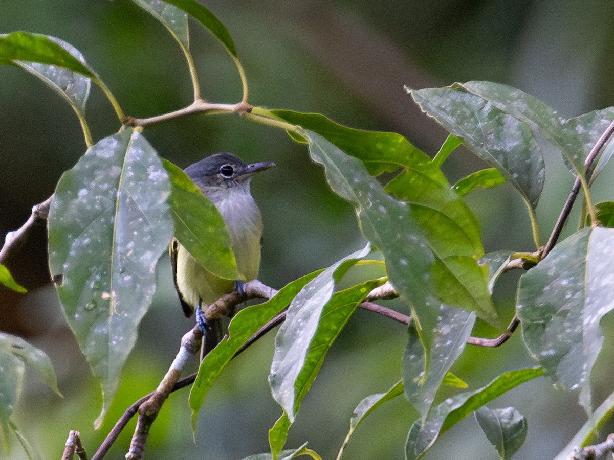 Yellow-winged Flatbill - ML644169550