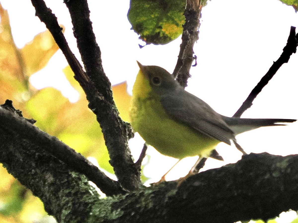 Canada Warbler - ML644169551