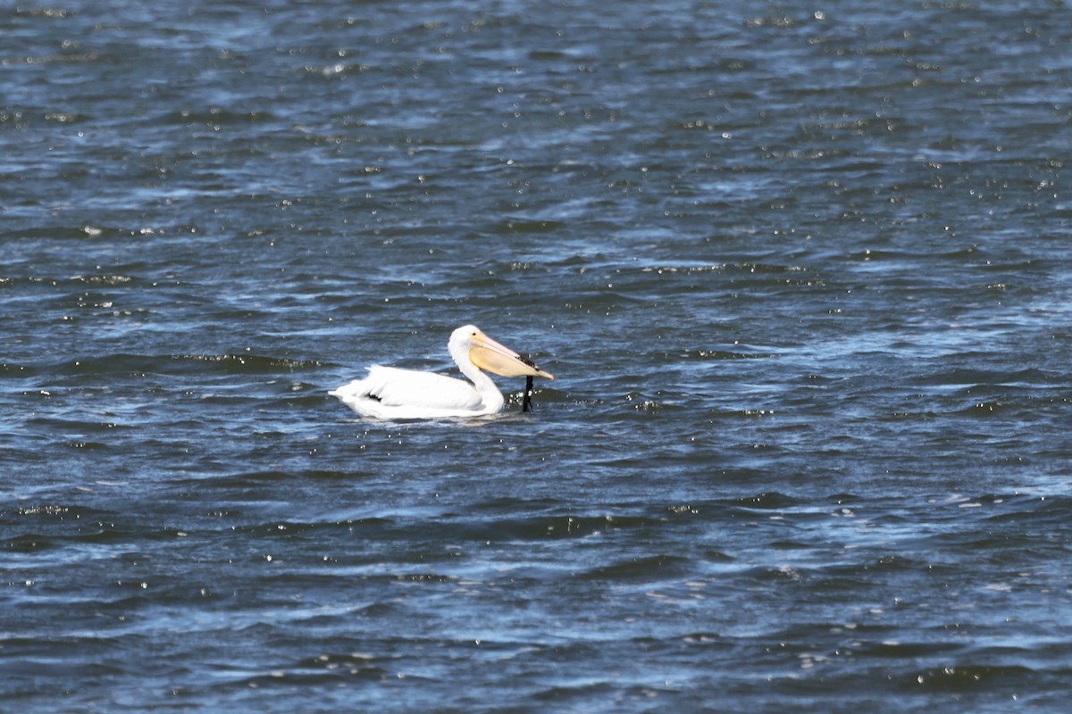 American White Pelican - ML644169558