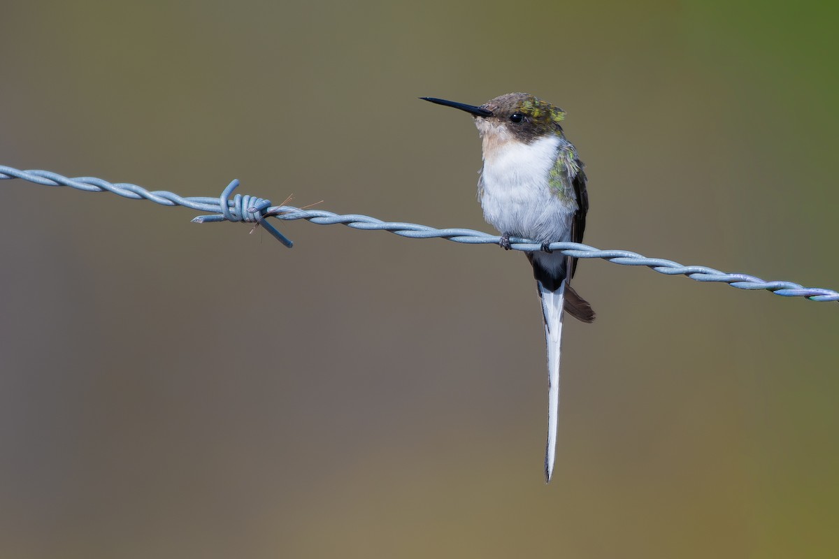 Рогатый колибри - ML644169560