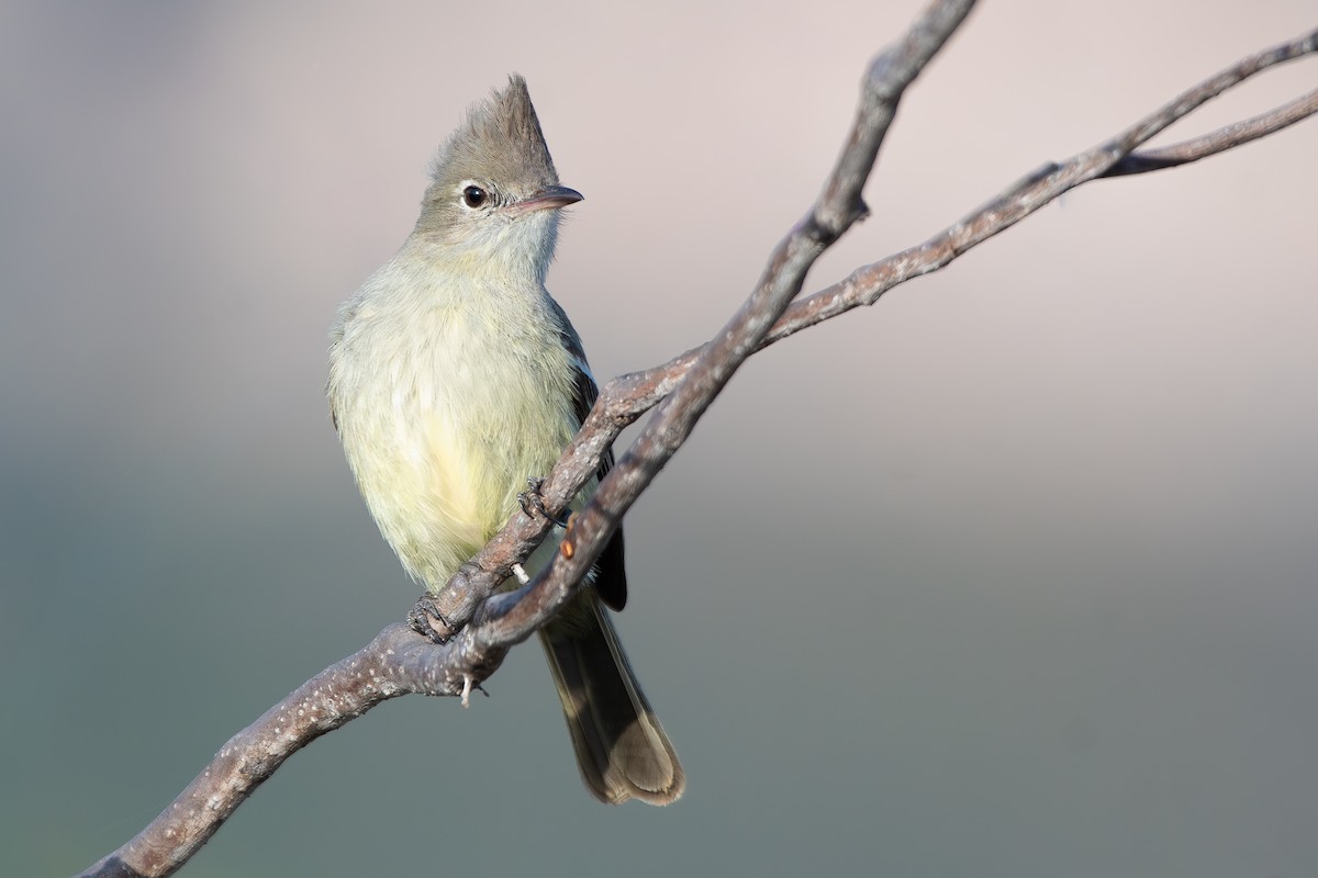 Plain-crested Elaenia - ML644169571